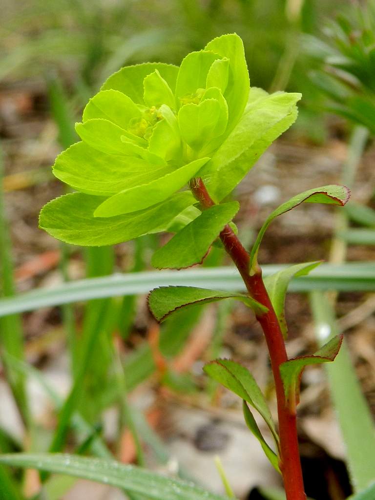 Euphorbia helioscopia